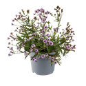 Afbeelding van VP Verbena P19 Rigida polaris Sky Blue